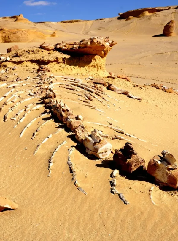 Discover an ancient whale fossil unearthed in Egypt's desolate desert, showcasing prehistoric wonders.