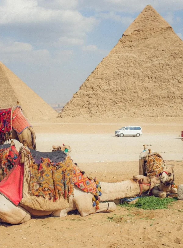 Camels resting near the Giza pyramids with tourists exploring the iconic site.