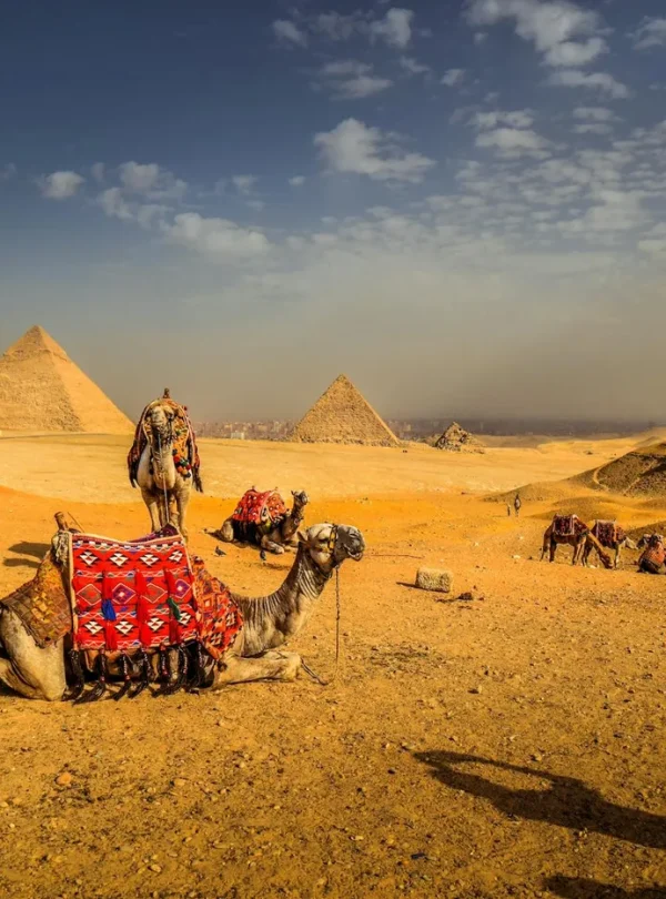 Captivating view of camels resting with the iconic pyramids in the Egyptian desert.