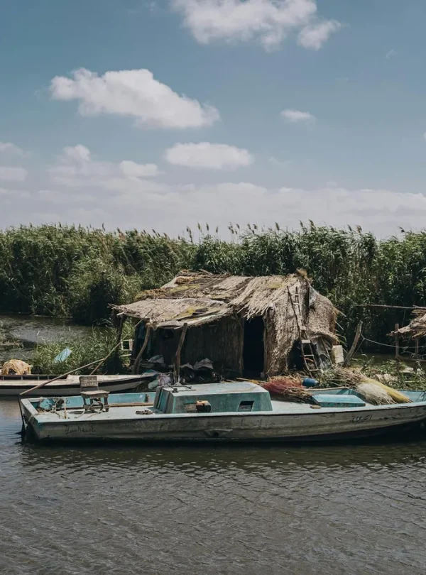 Traditional boats moored by reeds on a tranquil river in Kafr El-Shaikh, Egypt.