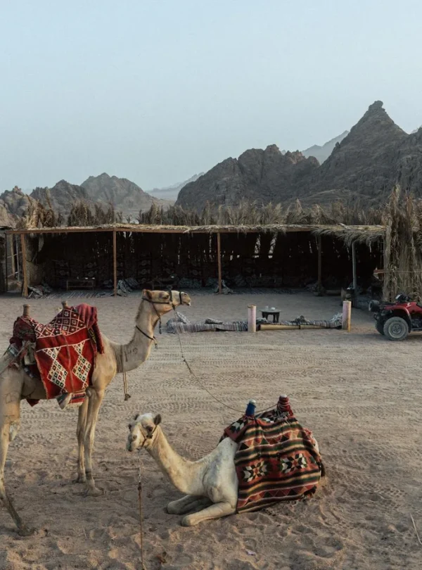 Two camels resting with traditional saddles in the arid deserts of Sharm El-Sheikh, Egypt.