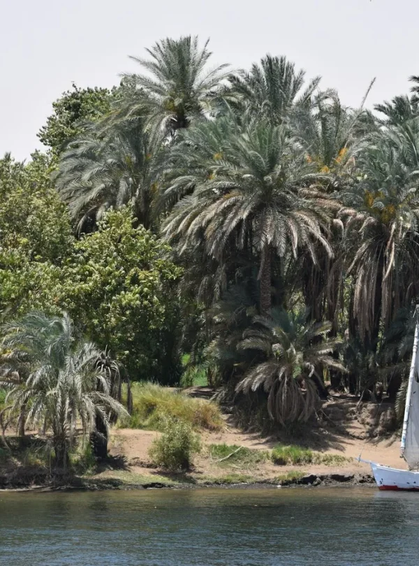 A traditional sailboat on the Nile surrounded by lush palm trees in Egypt's summer scenery.