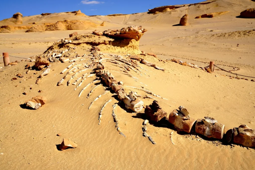 Wadi Al Hitan Day Trip from Cairo – UNESCO Whale Valley