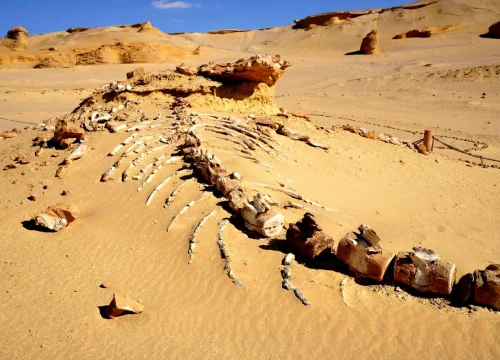 Wadi Al Hitan Day Trip from Cairo – UNESCO Whale Valley