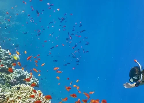 Snorkeling Trip to Giftun Island