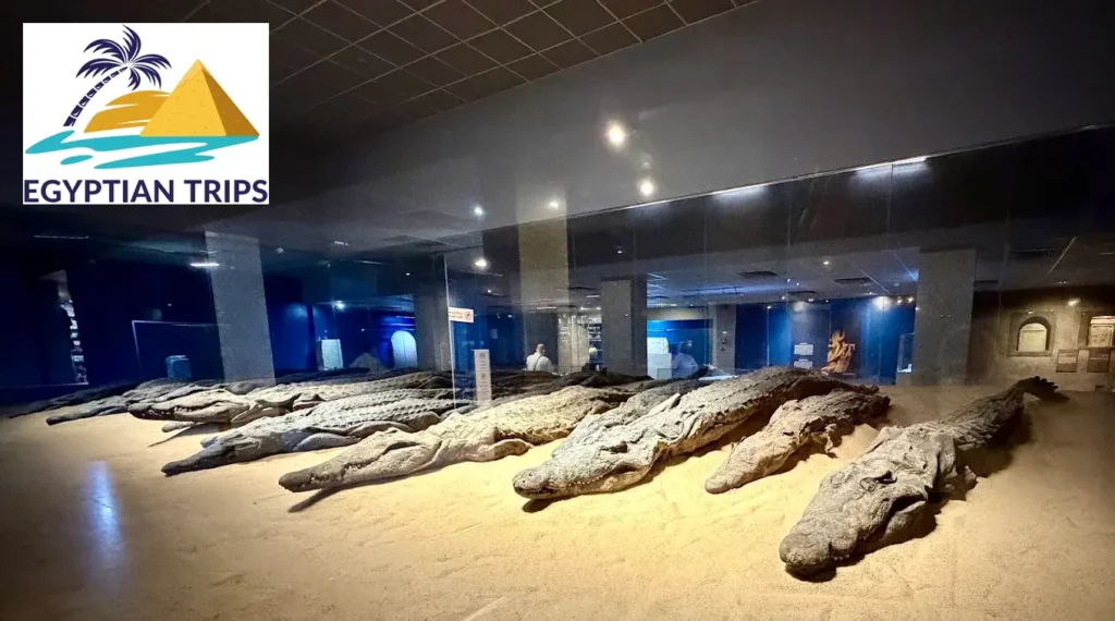 The Crocodile Museum with egyptiantrips