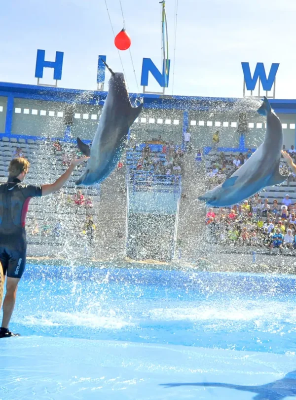 Dolphines in Hurghada with EgyptianTrip travel company